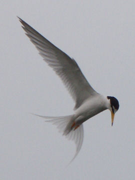Sternula albifrons