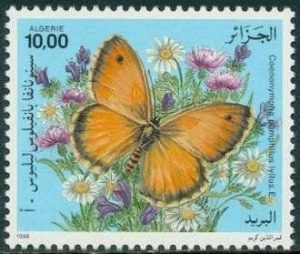 small heath butterfly