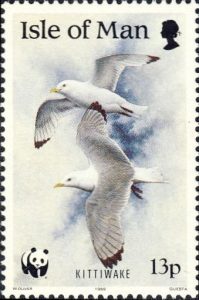 Isle of Man Kittiwake