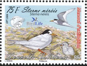 fairy tern