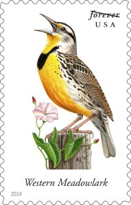 western_meadowlark
