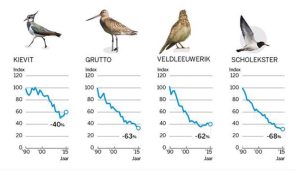 weidevogels_3