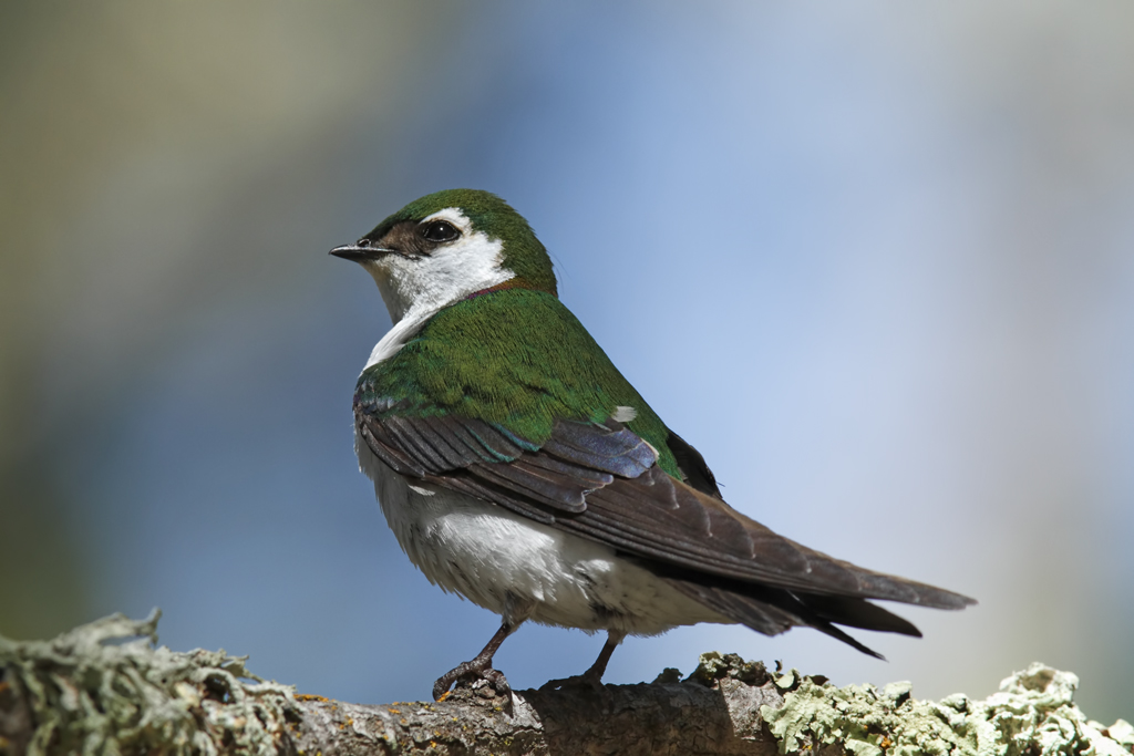 Groene zwaluw