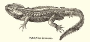 Tylotriton_verrucosus_gab