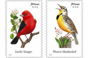 american birds_0