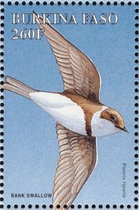 bank swallow_0