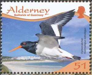 oystercatcher