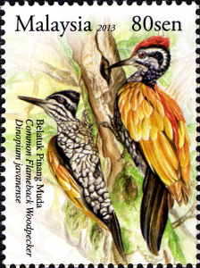 woodpecker12