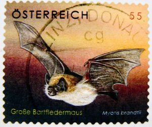 Fledermaus