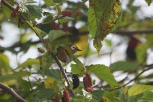 Taitabrilvogel