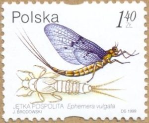 mayfly polska