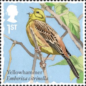 yellowhamme10_0