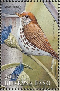 wood thrush1