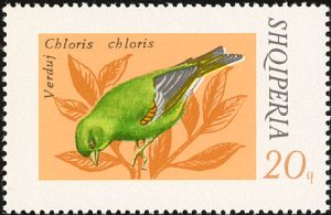 greenfinch5