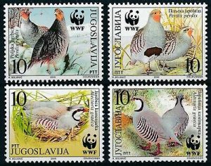 Grey-Partridge
